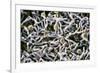 Cold-loving Extremophile Bacteria, SEM-Penn State University-Framed Photographic Print