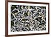 Cold-loving Extremophile Bacteria, SEM-Penn State University-Framed Photographic Print