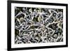 Cold-loving Extremophile Bacteria, SEM-Penn State University-Framed Photographic Print