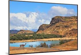 Cold Summer in Chile. National Park to Torres Del Paine - a Graceful Rack Wild Guanacos on the Rive-kavram-Mounted Photographic Print