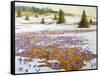 Cold Weather Is Leaving-kirilstanchev-Framed Stretched Canvas