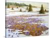 Cold Weather Is Leaving-kirilstanchev-Stretched Canvas