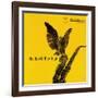 Coleman Hawkins - The Hawk Flies High-null-Framed Art Print