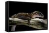 Coleonyx Mitratus (Banded Gecko)-Paul Starosta-Framed Stretched Canvas