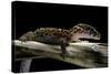 Coleonyx Mitratus (Banded Gecko)-Paul Starosta-Stretched Canvas