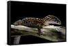 Coleonyx Mitratus (Banded Gecko)-Paul Starosta-Framed Stretched Canvas