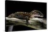 Coleonyx Mitratus (Banded Gecko)-Paul Starosta-Stretched Canvas