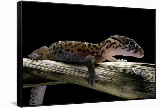 Coleonyx Mitratus (Banded Gecko)-Paul Starosta-Framed Stretched Canvas
