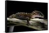 Coleonyx Mitratus (Banded Gecko)-Paul Starosta-Framed Stretched Canvas