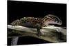 Coleonyx Mitratus (Banded Gecko)-Paul Starosta-Stretched Canvas