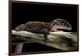 Coleonyx Mitratus (Banded Gecko)-Paul Starosta-Framed Photographic Print