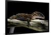 Coleonyx Mitratus (Banded Gecko)-Paul Starosta-Framed Photographic Print