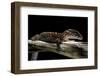 Coleonyx Mitratus (Banded Gecko)-Paul Starosta-Framed Photographic Print