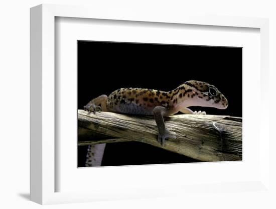 Coleonyx Mitratus (Banded Gecko)-Paul Starosta-Framed Photographic Print