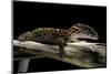 Coleonyx Mitratus (Banded Gecko)-Paul Starosta-Mounted Photographic Print