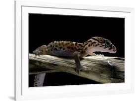 Coleonyx Mitratus (Banded Gecko)-Paul Starosta-Framed Photographic Print