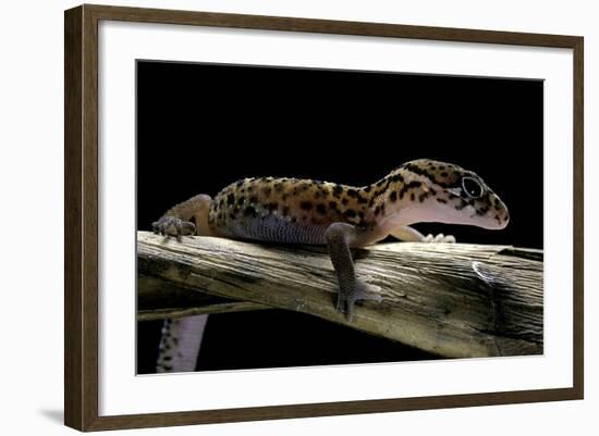 Coleonyx Mitratus (Banded Gecko)-Paul Starosta-Framed Photographic Print