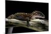 Coleonyx Mitratus (Banded Gecko)-Paul Starosta-Mounted Photographic Print