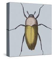 Coleoptera-Maria Mendez-Stretched Canvas