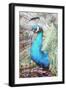 Colered Elegance 2-Sheldon Lewis-Framed Art Print