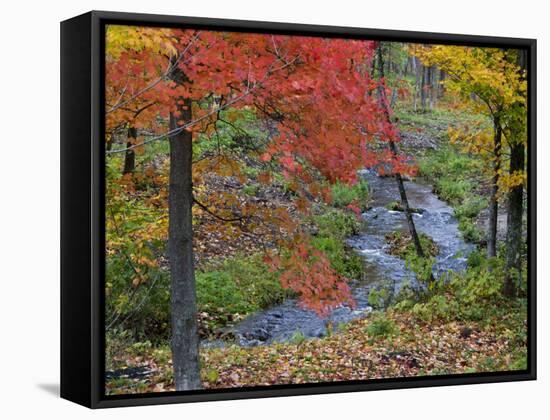 Coles Creek lined Autumn Maple Trees, Houghton, Michigan, USA-Chuck Haney-Framed Stretched Canvas