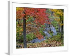 Coles Creek lined Autumn Maple Trees, Houghton, Michigan, USA-Chuck Haney-Framed Photographic Print