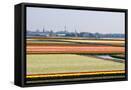 Framed Canvas