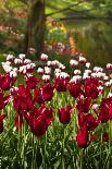 Burgundy Red and White Tulips in Spring-Colette2-Photographic Print