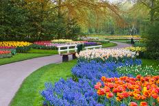 Tulips and Hyacinths under Beech Tree-Colette2-Photographic Print