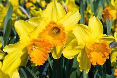 Orange and Yellow Daffodils in Spring-Colette2-Photographic Print