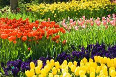 Tulips and Hyacinths under Beech Tree-Colette2-Photographic Print