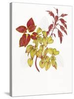 Coleus Collage-Deborah Kopka-Stretched Canvas