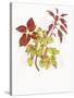 Coleus Collage-Deborah Kopka-Stretched Canvas