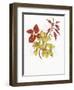 Coleus Collage-Deborah Kopka-Framed Giclee Print