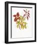 Coleus Collage-Deborah Kopka-Framed Giclee Print