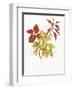 Coleus Collage-Deborah Kopka-Framed Giclee Print