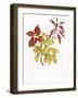 Coleus Collage-Deborah Kopka-Framed Giclee Print