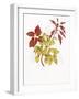 Coleus Collage-Deborah Kopka-Framed Giclee Print