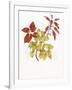 Coleus Collage-Deborah Kopka-Framed Giclee Print