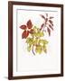 Coleus Collage-Deborah Kopka-Framed Giclee Print