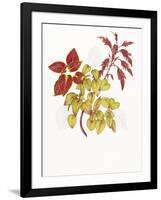 Coleus Collage-Deborah Kopka-Framed Giclee Print