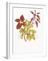 Coleus Collage-Deborah Kopka-Framed Giclee Print