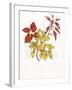 Coleus Collage-Deborah Kopka-Framed Giclee Print