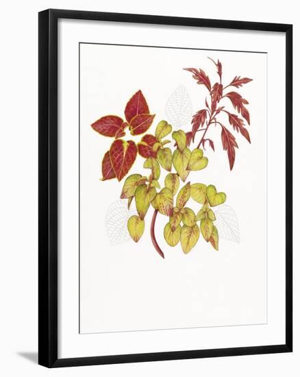 Coleus Collage-Deborah Kopka-Framed Giclee Print