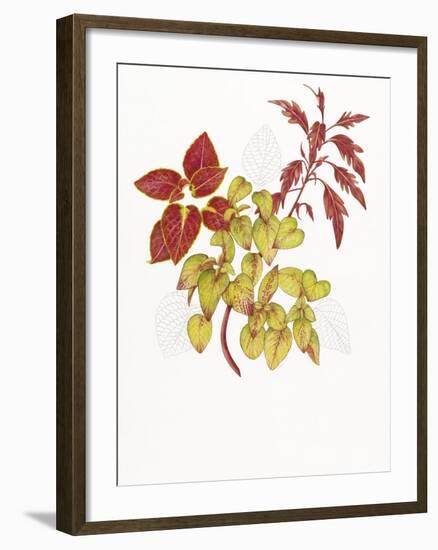 Coleus Collage-Deborah Kopka-Framed Giclee Print