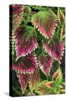 Coleus'Nettie' (Under Glass) in Beautiful Victorian-null-Stretched Canvas