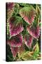 Coleus'Nettie' (Under Glass) in Beautiful Victorian-null-Stretched Canvas