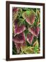 Coleus'Nettie' (Under Glass) in Beautiful Victorian-null-Framed Photographic Print