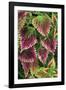 Coleus'Nettie' (Under Glass) in Beautiful Victorian-null-Framed Photographic Print