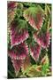 Coleus'Nettie' (Under Glass) in Beautiful Victorian-null-Mounted Photographic Print